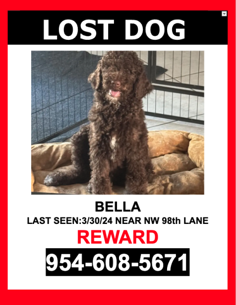 Image of Bella, Lost Dog