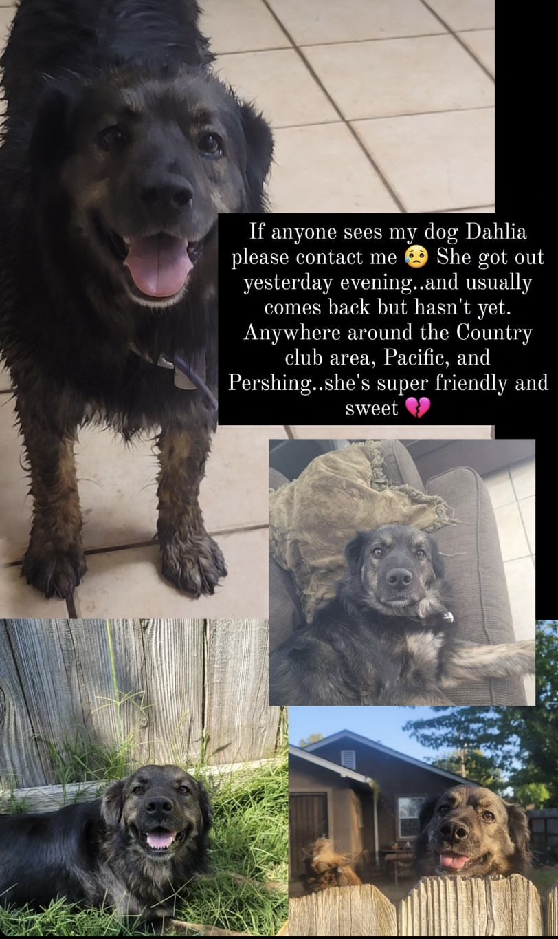 Image of Dahlia, Lost Dog