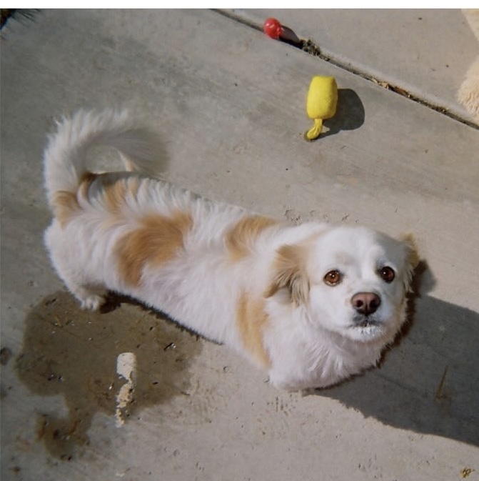 Image of Dulce, Lost Dog