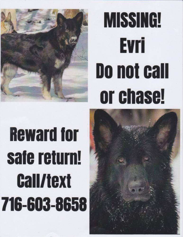 Image of Evri, Lost Dog