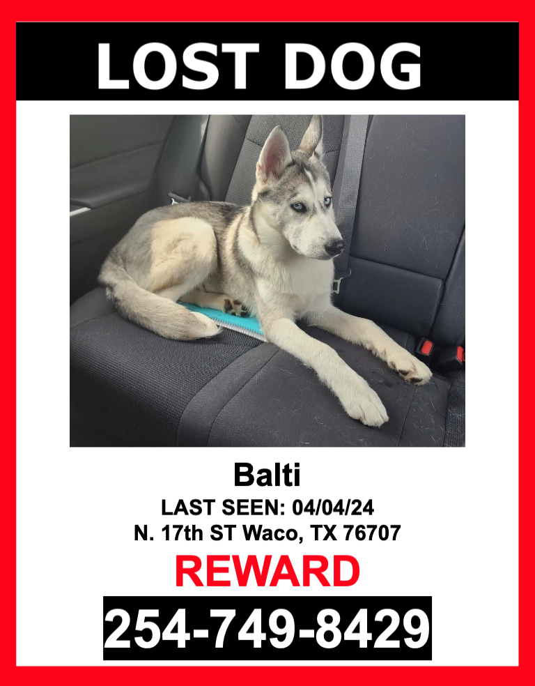 Image of BALTI, Lost Dog