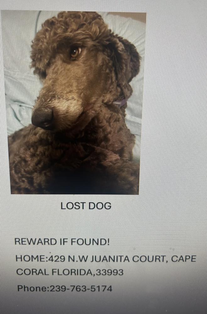 Image of Lilo, Lost Dog