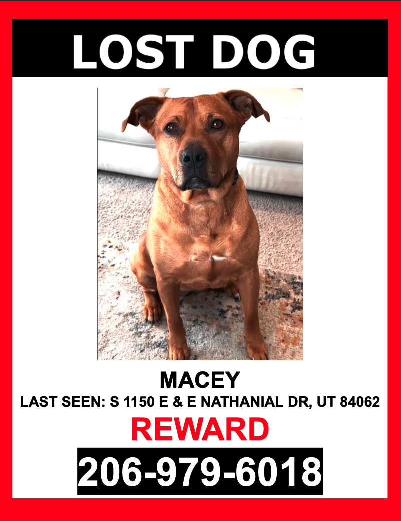 Image of Macey, Lost Dog