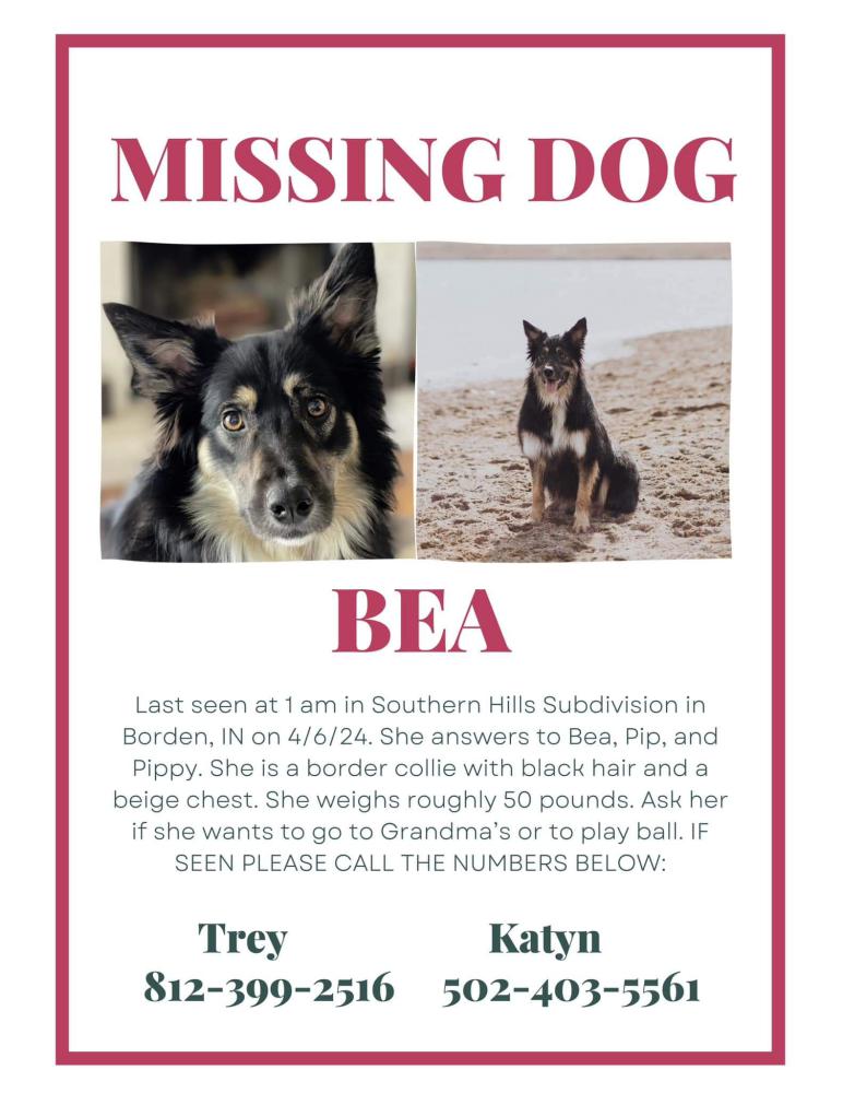 Image of Bea, Lost Dog