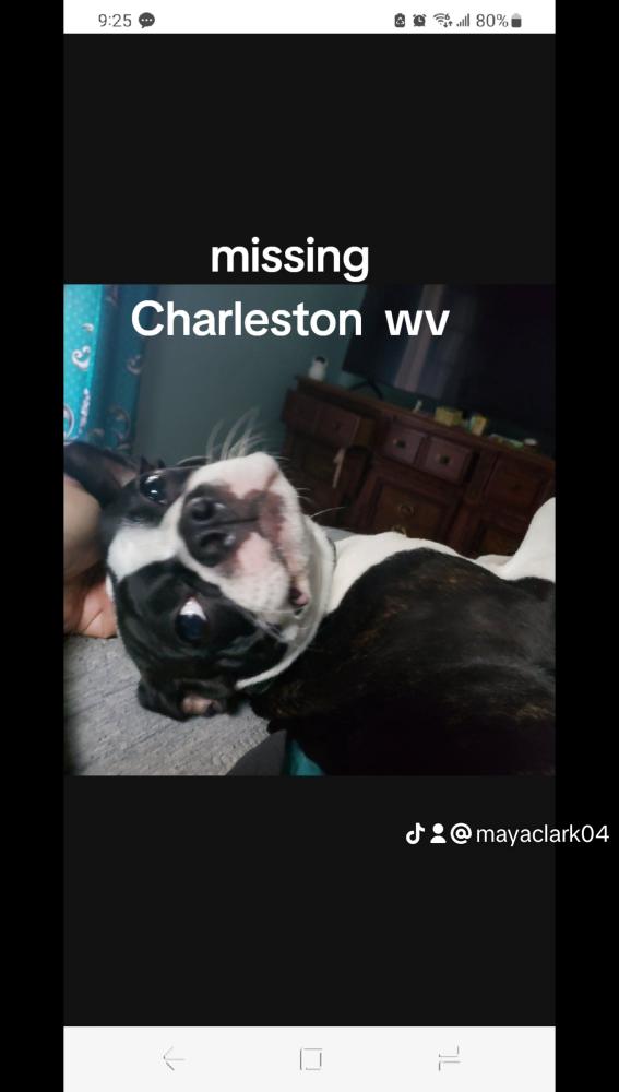 Image of Bailey , Lost Dog