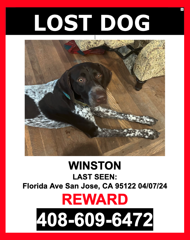 Image of WINSTON, Lost Dog