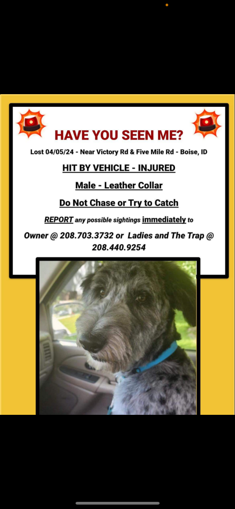 Image of Finny, Lost Dog