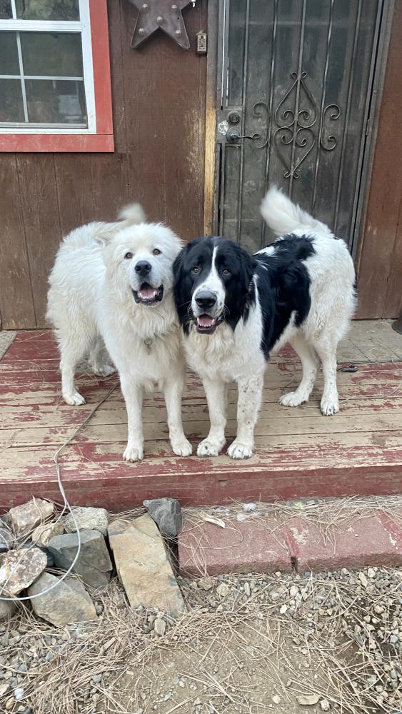 Image of Grizzly and Vlad, Lost Dog