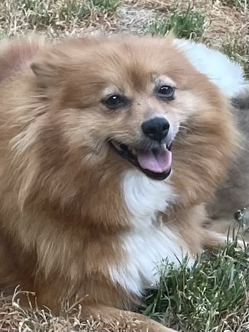 Image of Chandra, Lost Dog
