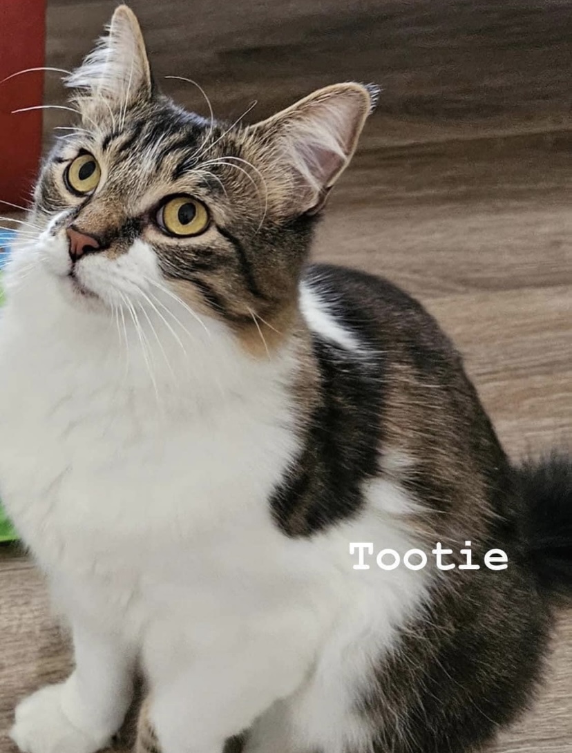 Image of Tootie, Lost Cat