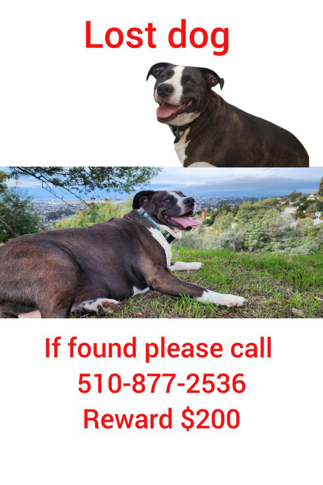 Image of Athens, Lost Dog
