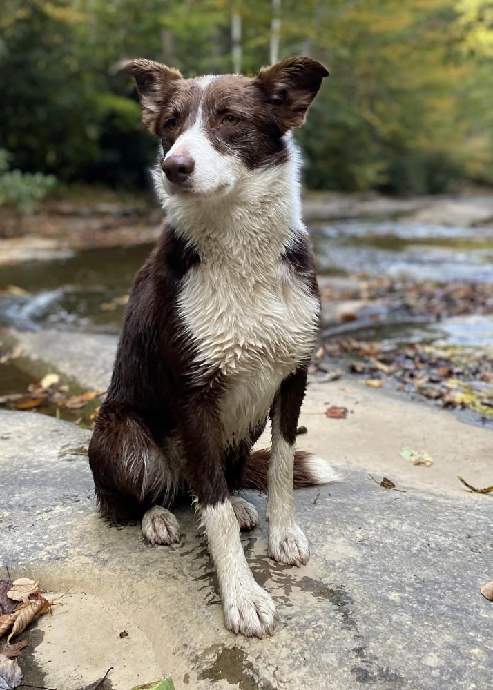 Image of Sierra, Lost Dog