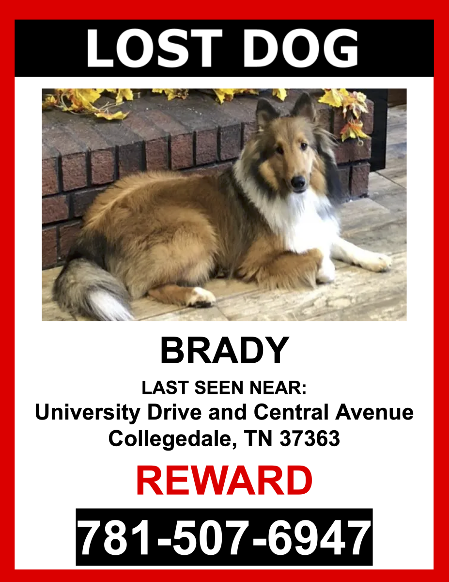 Image of Brady, Lost Dog