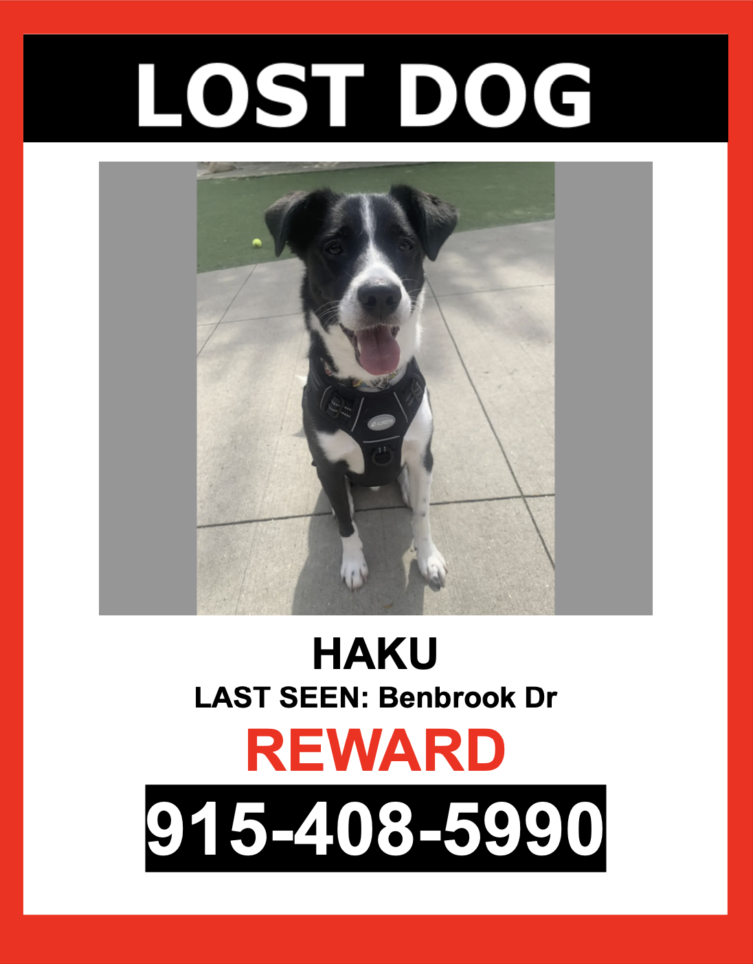 Image of Haku, Lost Dog