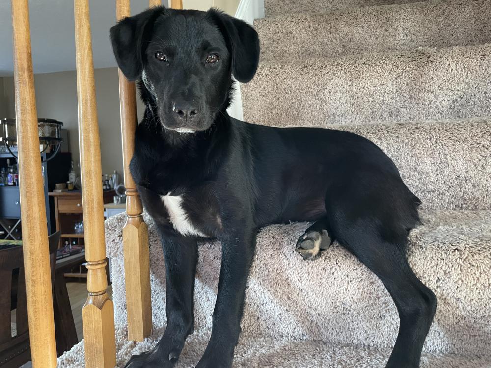 Lost Dog Mixed Breed in MARLBOROUGH MA Lost My Doggie