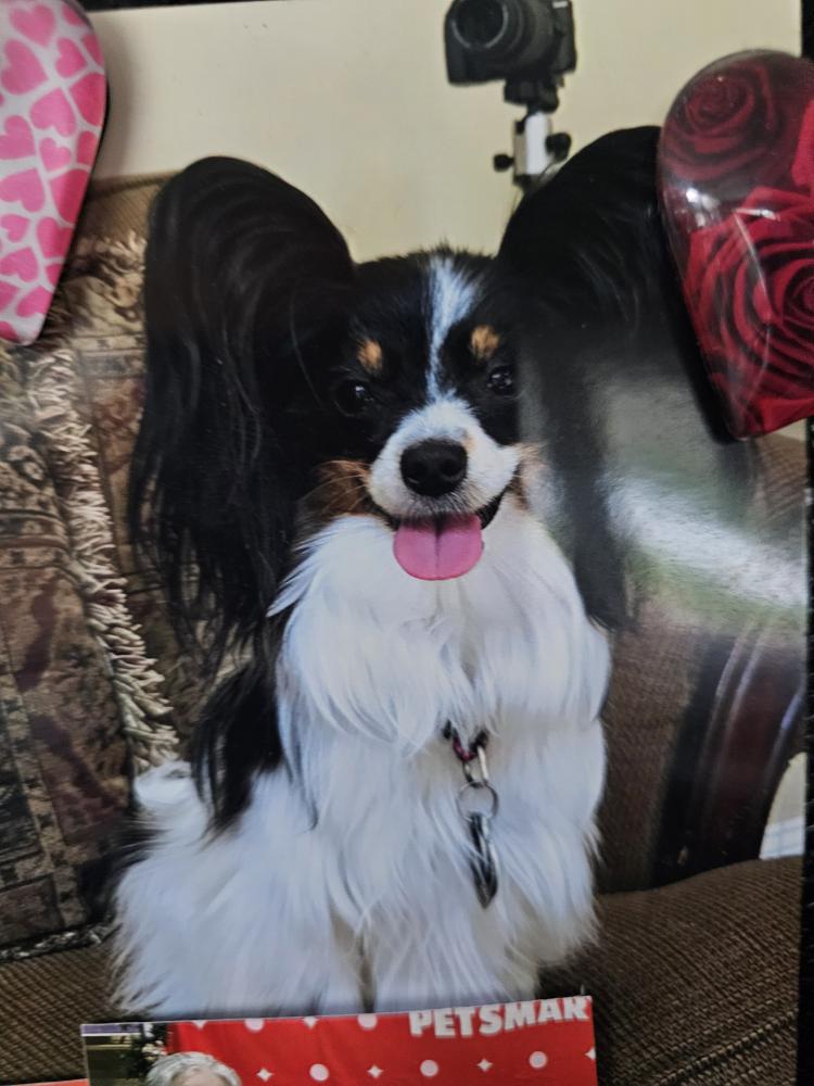 Image of Cricket, Lost Dog