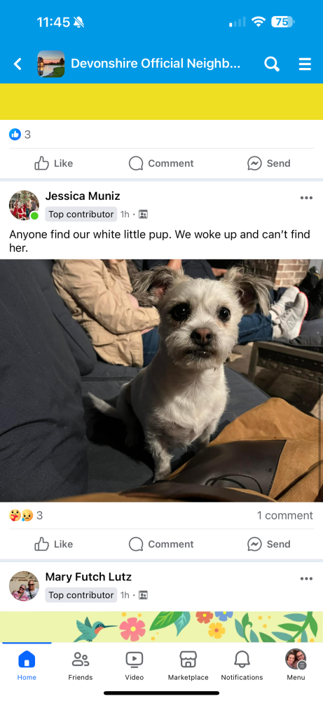 Image of Mimsey, Lost Dog