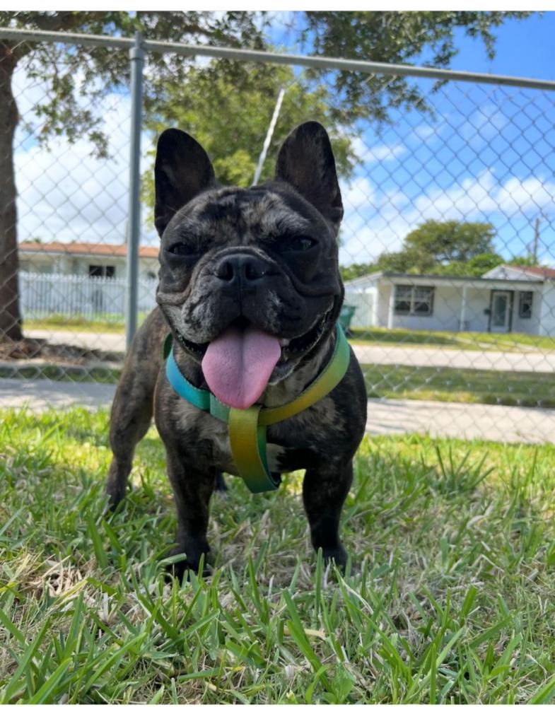 Image of Chanel, Lost Dog