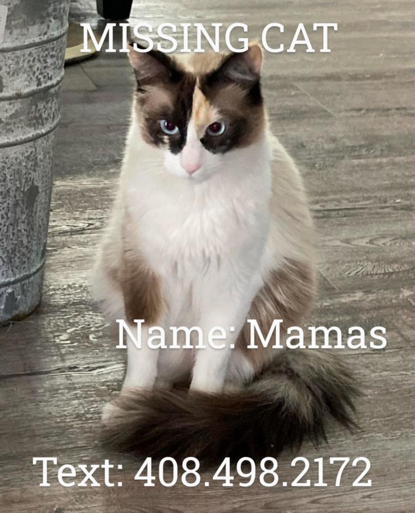 Image of Momas, Lost Cat