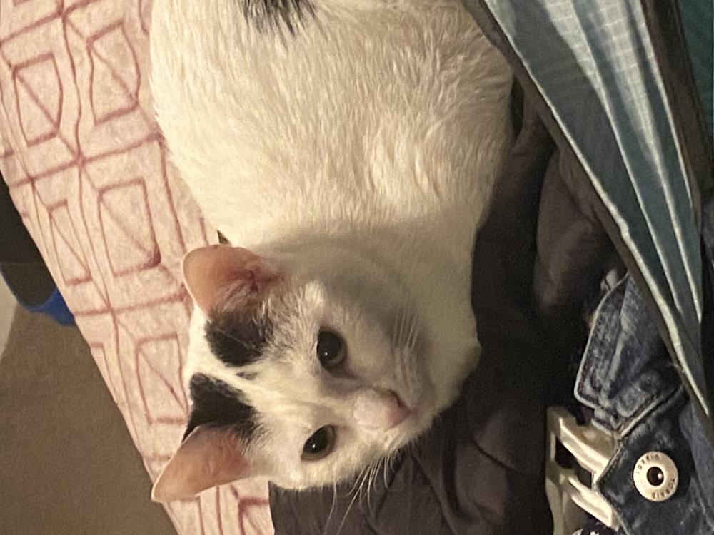 Image of Norman, white/blk, Lost Cat