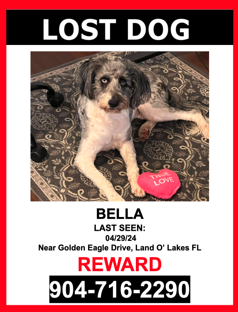 Image of BELLA, Lost Dog