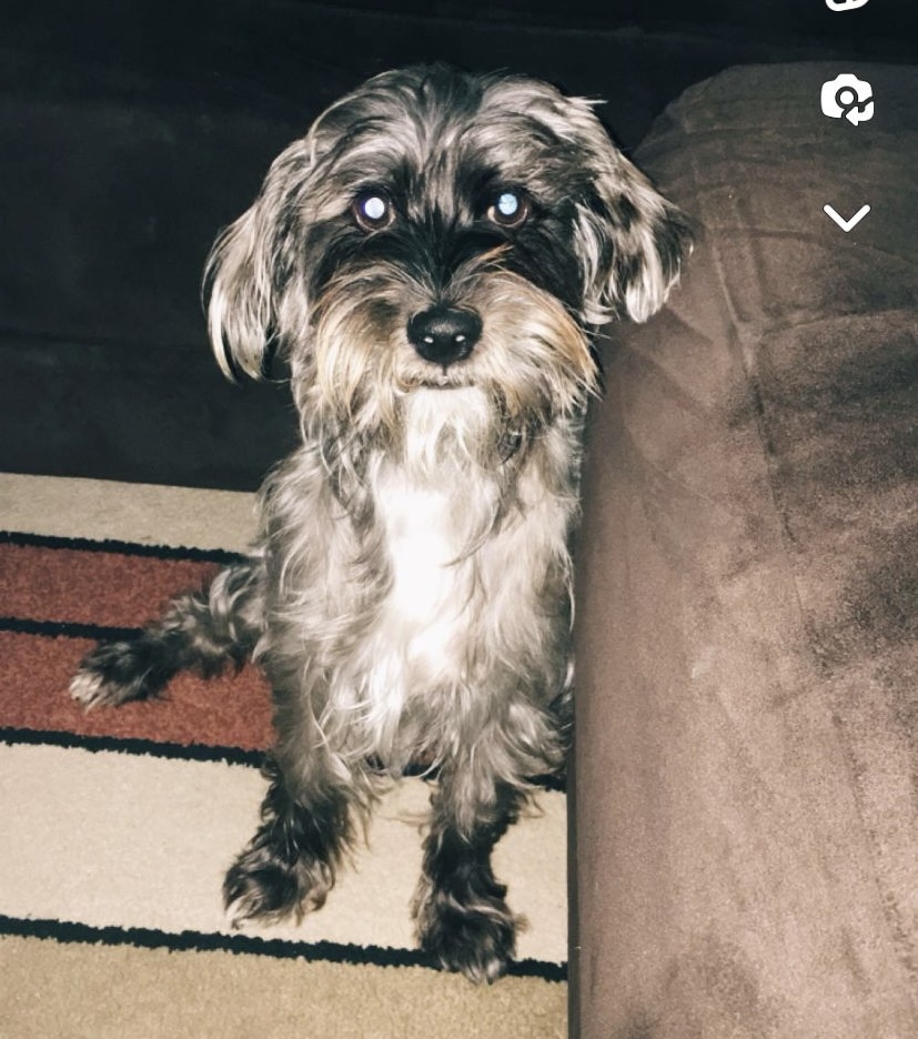 Image of Phil, Lost Dog