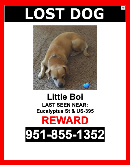 Image of Little Boi, Lost Dog