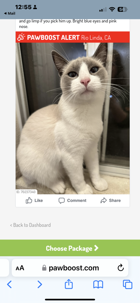 Image of Omega, Lost Cat