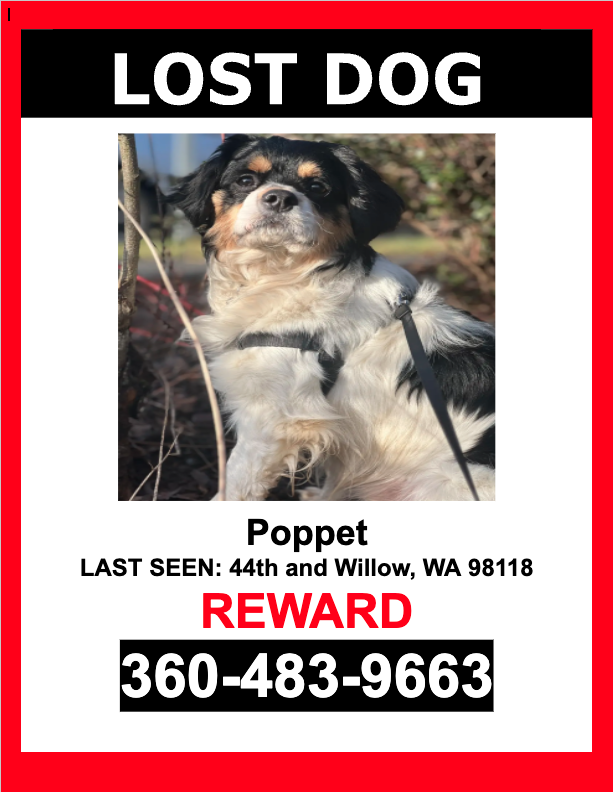 Image of Poppet, Lost Dog