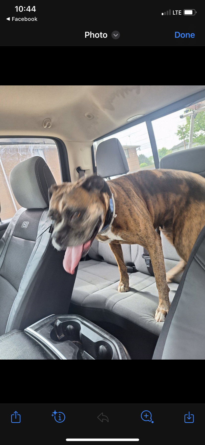 Image of N/a  brindle boxer, Found Dog