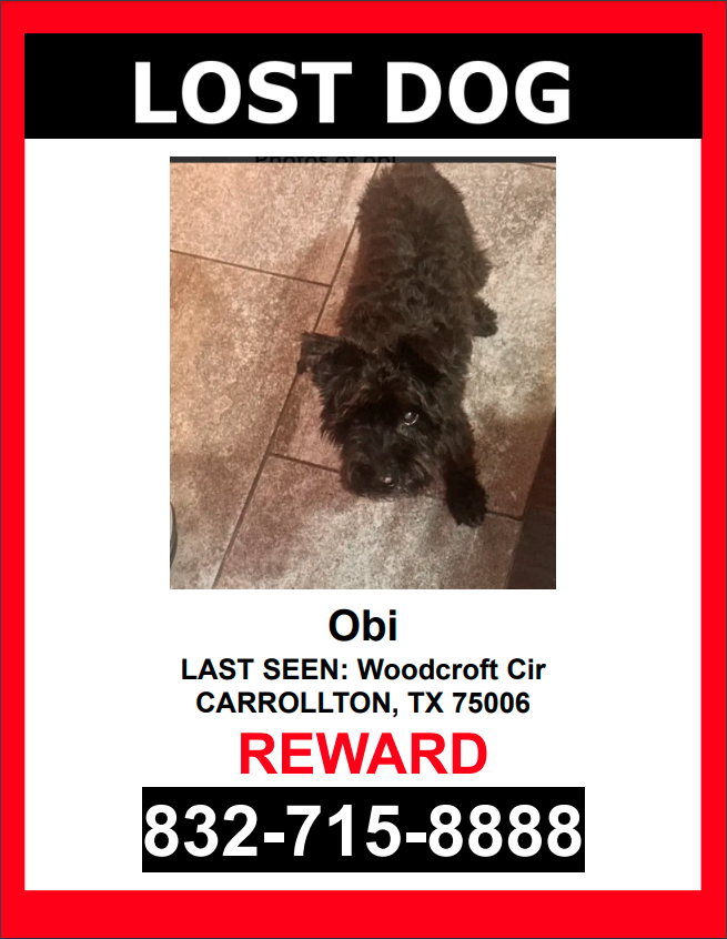 Image of Obi, Lost Dog