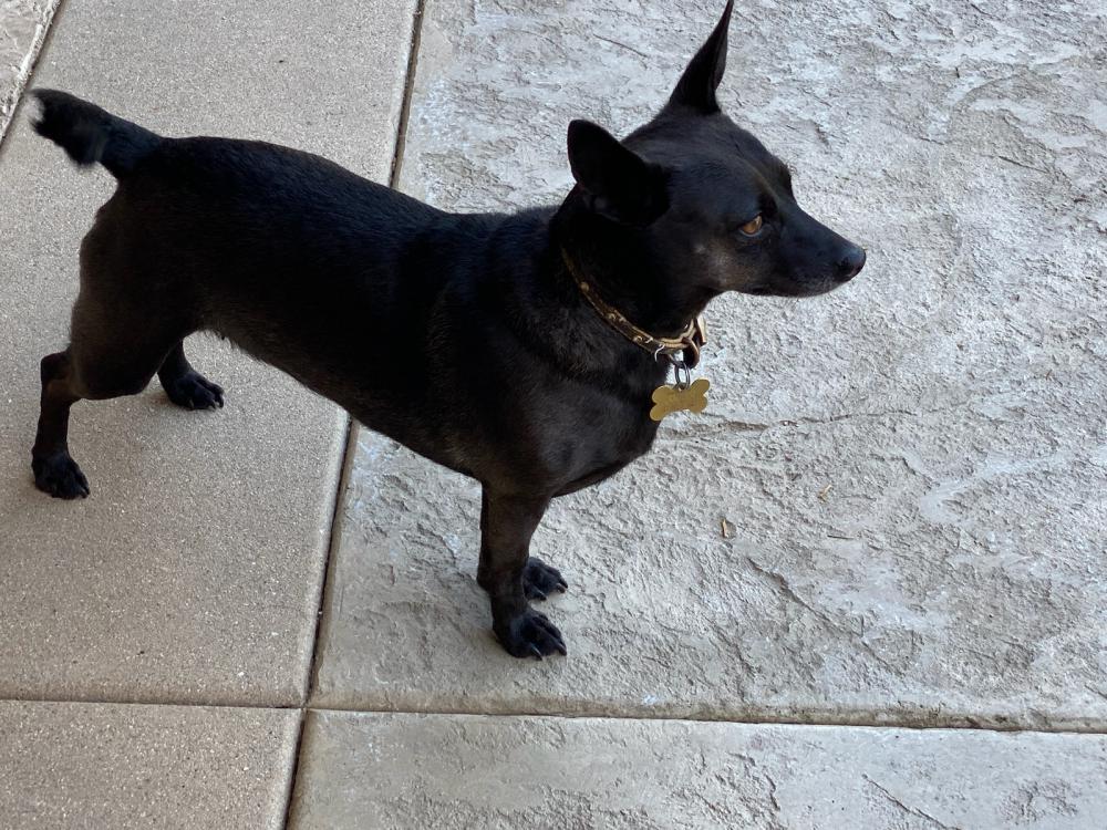 Image of Pepita, Lost Dog