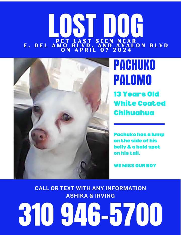 Image of Pachuko PalomBolanos, Lost Dog