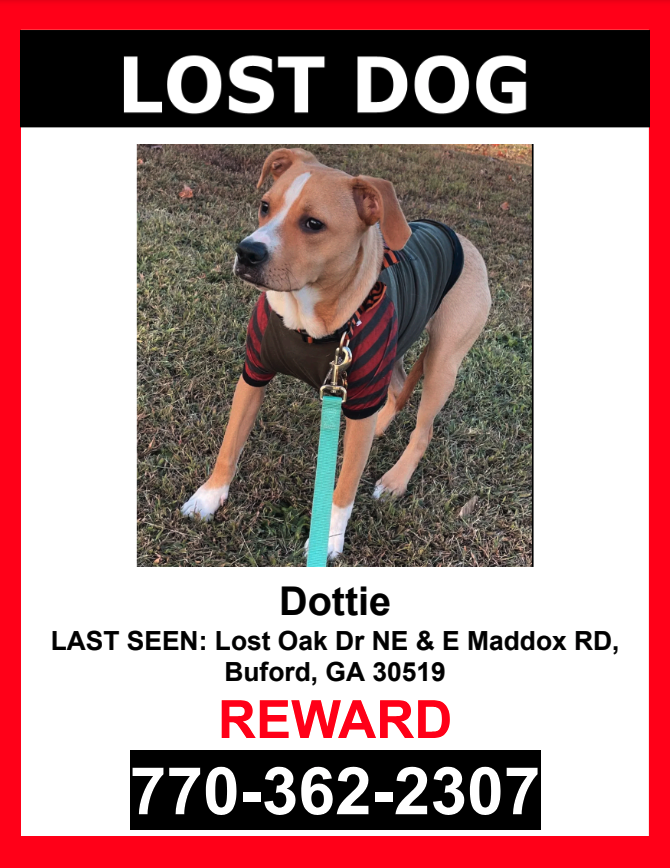Image of Dottie, Lost Dog