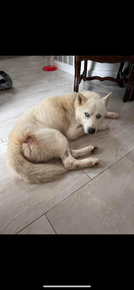 Image of Arctic, Lost Dog