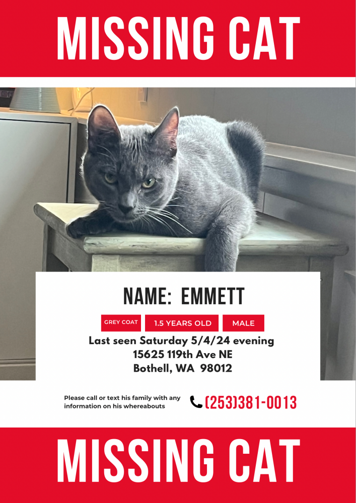 Image of Emmett, Lost Cat