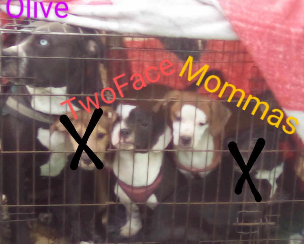 Image of Olive,TwoFace,Mommas, Lost Dog