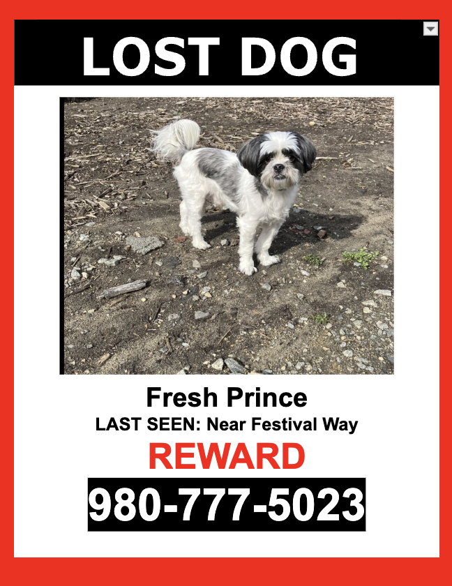 Image of Fresh Prince, Lost Dog