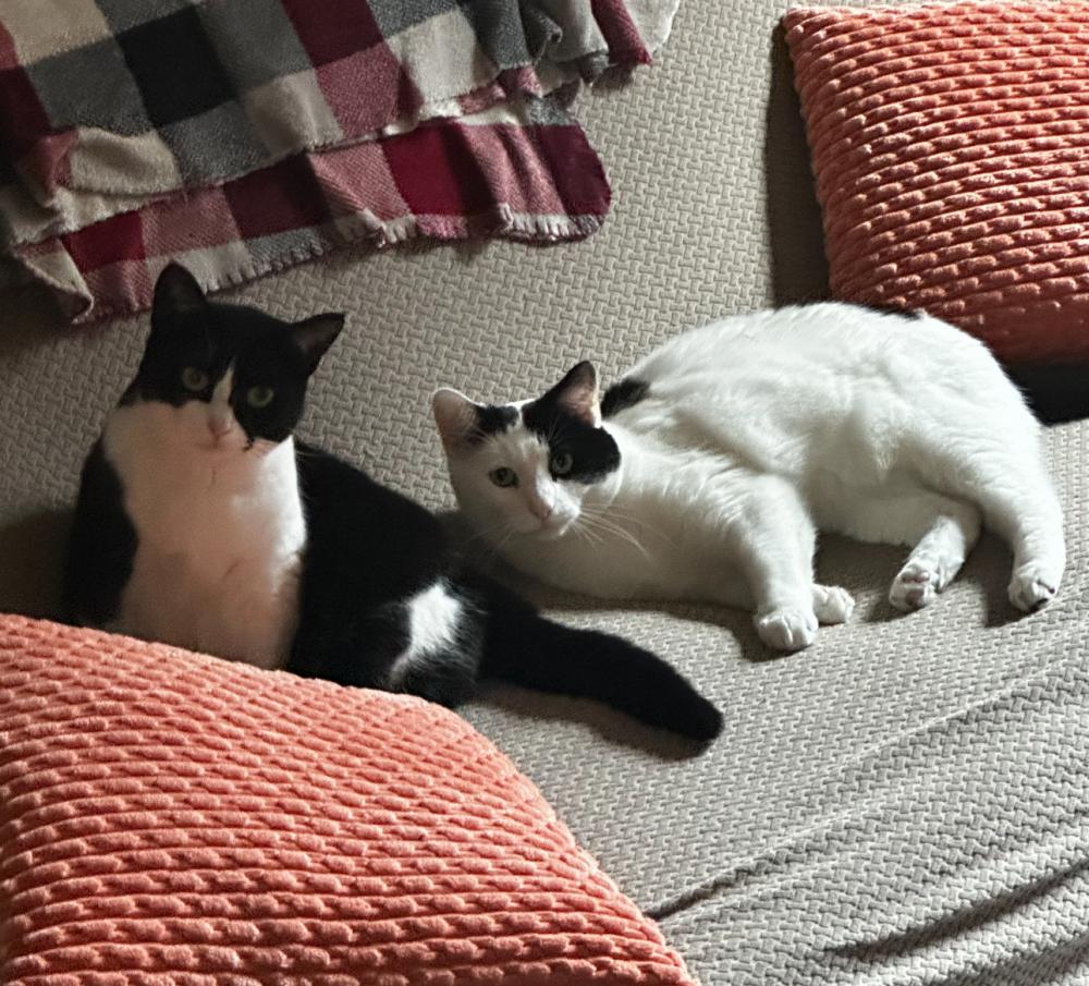Image of Oscar and Molly, Lost Cat