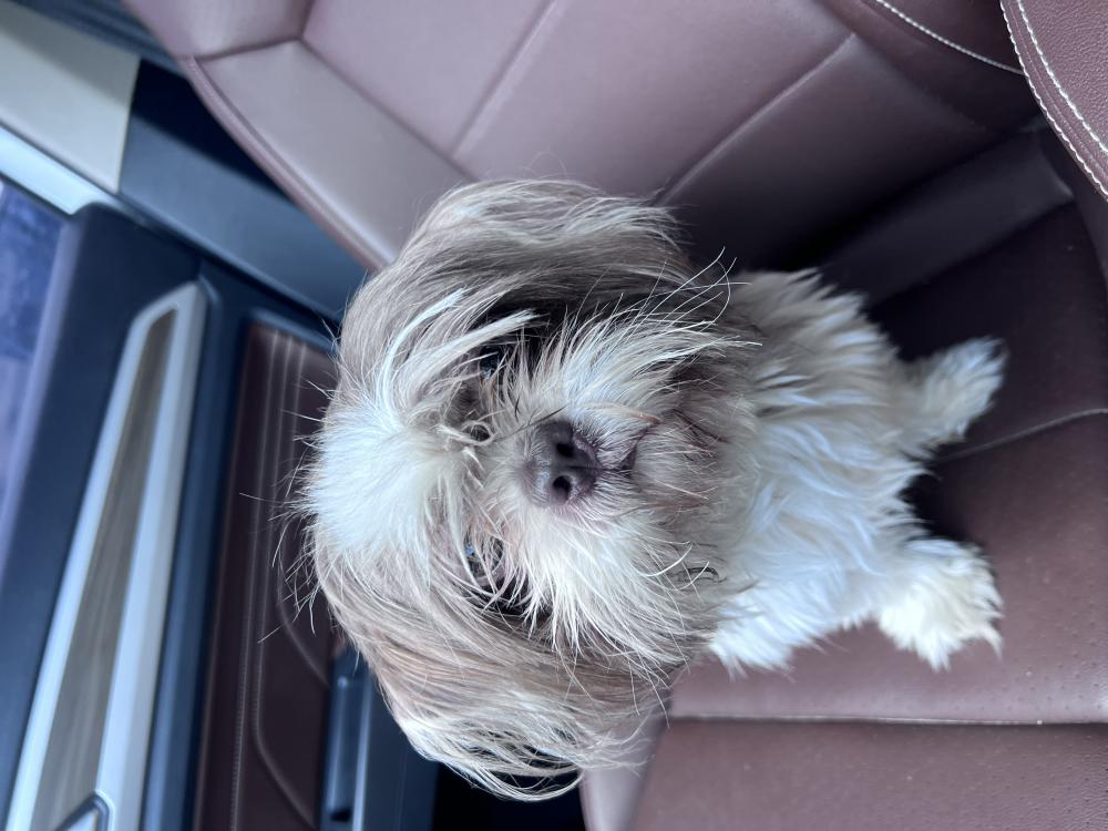 Image of Unknown, Found Dog