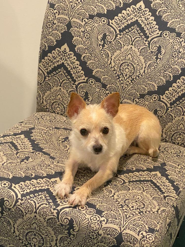Image of Kiki, Lost Dog