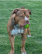 Image of Hercules, Lost Dog