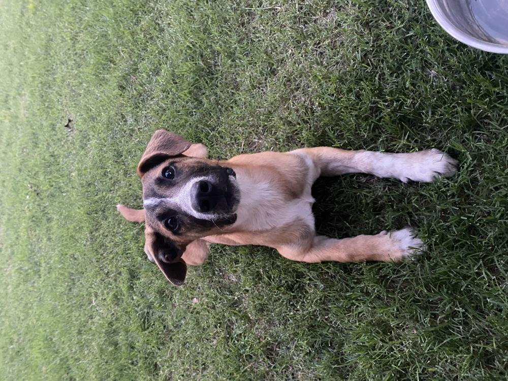 Image of Unknown, Found Dog