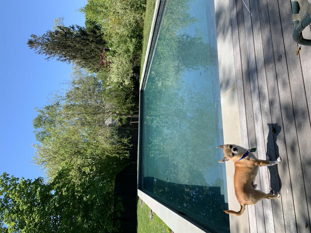 Image of Fuff, Lost Dog