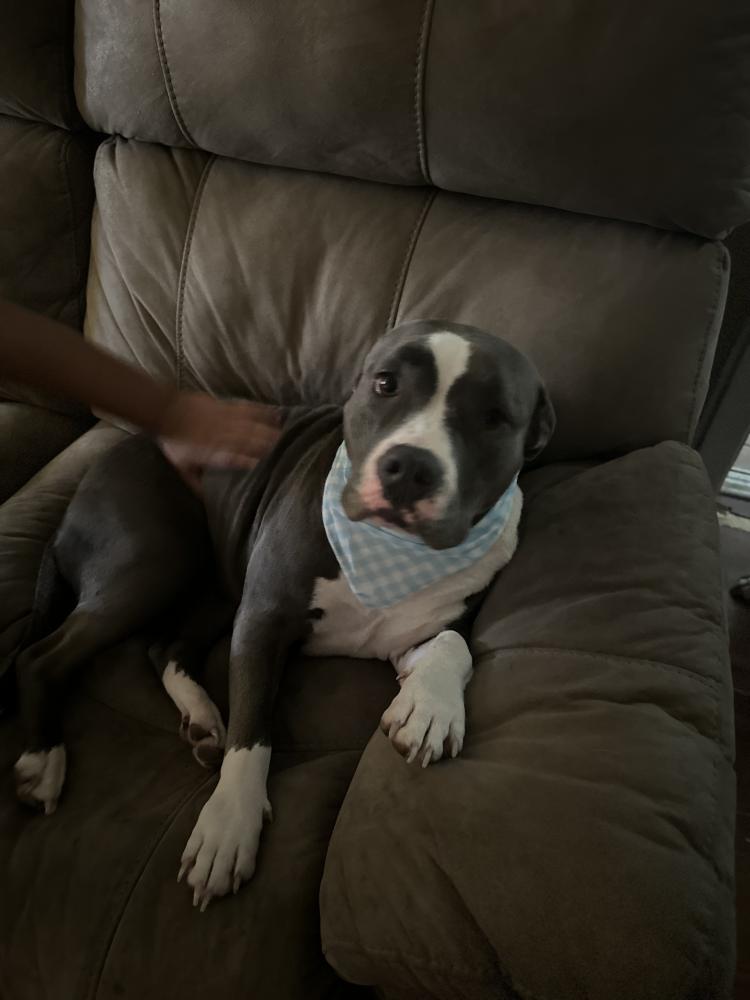 Image of Minnie and koba, Lost Dog
