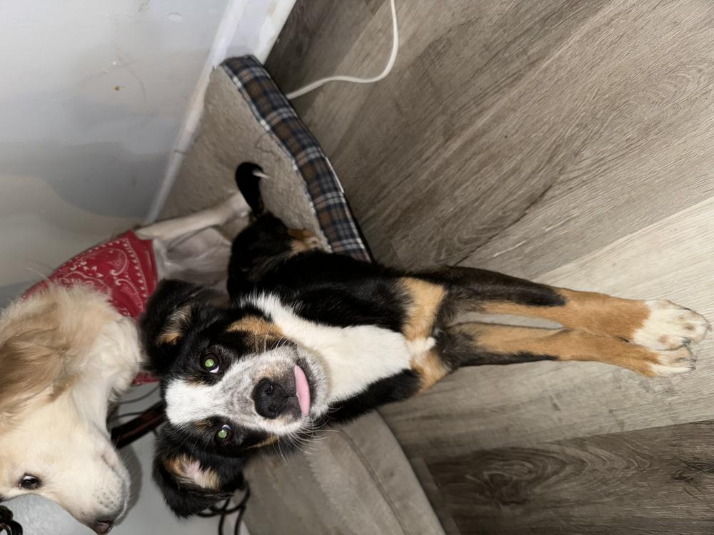 Image of Zola, Lost Dog
