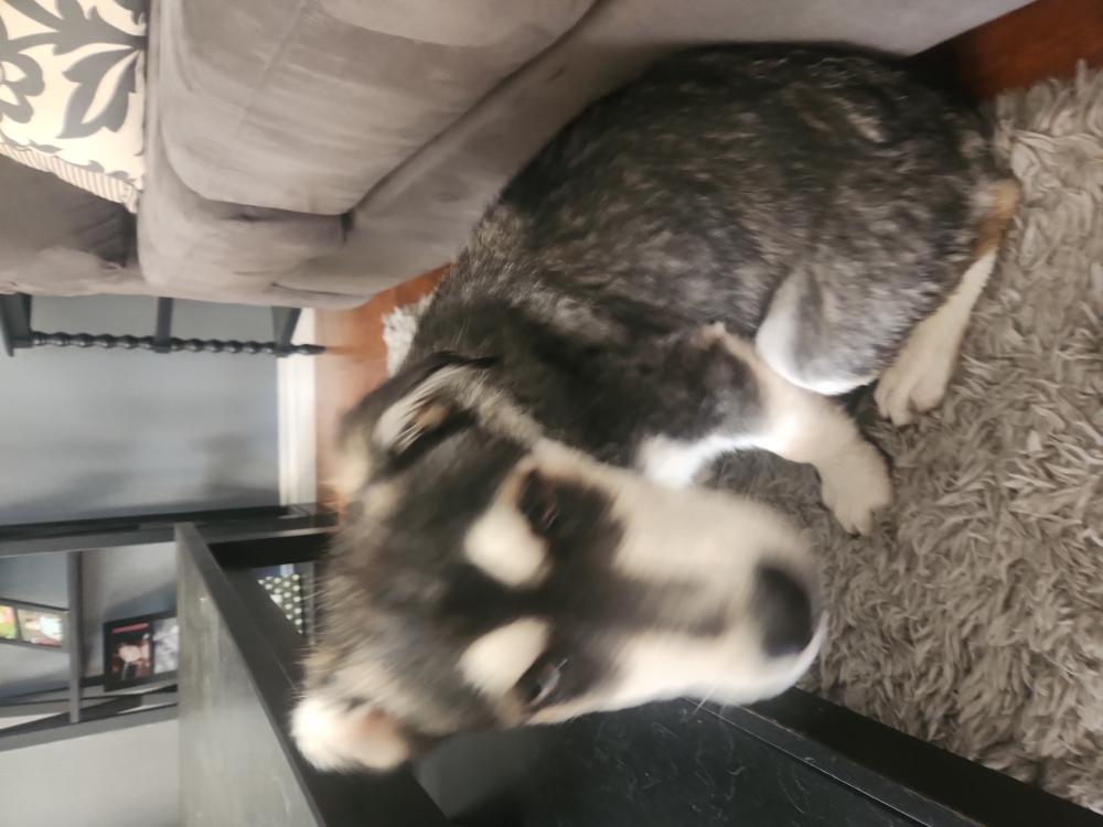 Image of Sunny, Lost Dog