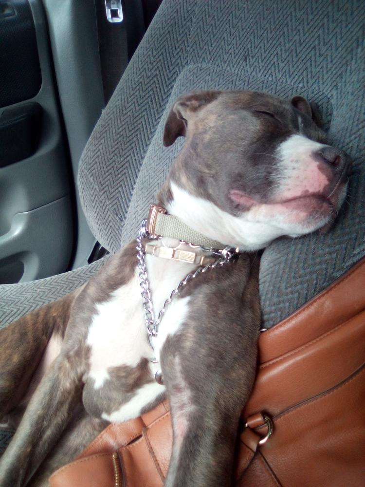 Image of Nike, Lost Dog