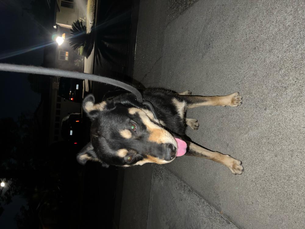 Image of Unknown, Found Dog