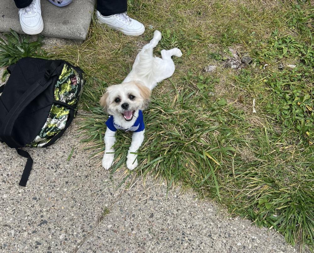 Image of Buddy, Lost Dog